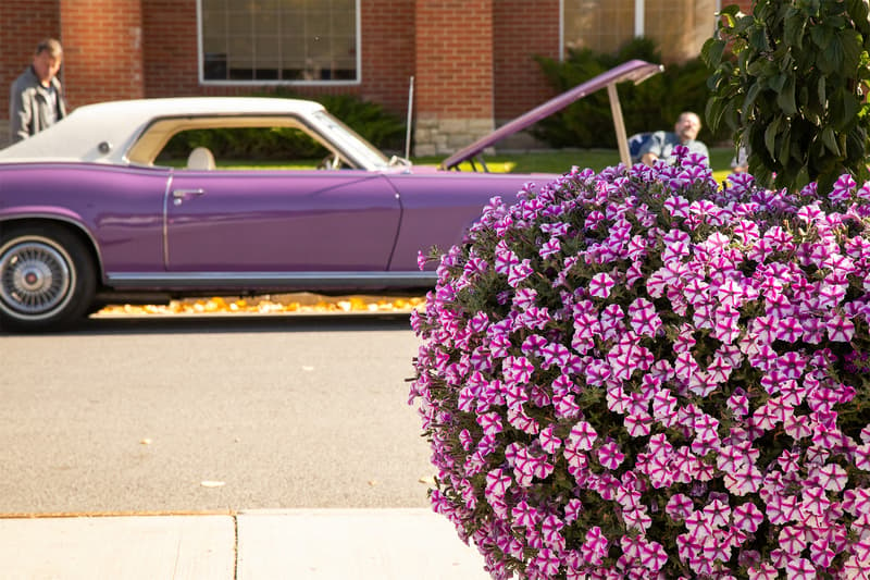 A bushel of flowers that sat near the RML Cougar shared similar hues with the bright purple Mercury
